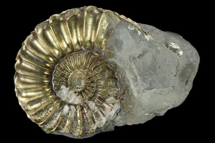 Pyritized (Pleuroceras) Ammonite Fossil - Germany #131105